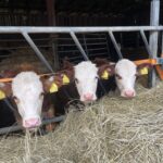 Ekbolanda gÃ¥rd ta emot