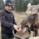 Så nära att du känner älgens andedräkt