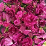 Vad ser du på bilderna??Ogräs, vackra blommor eller stärkande växter?